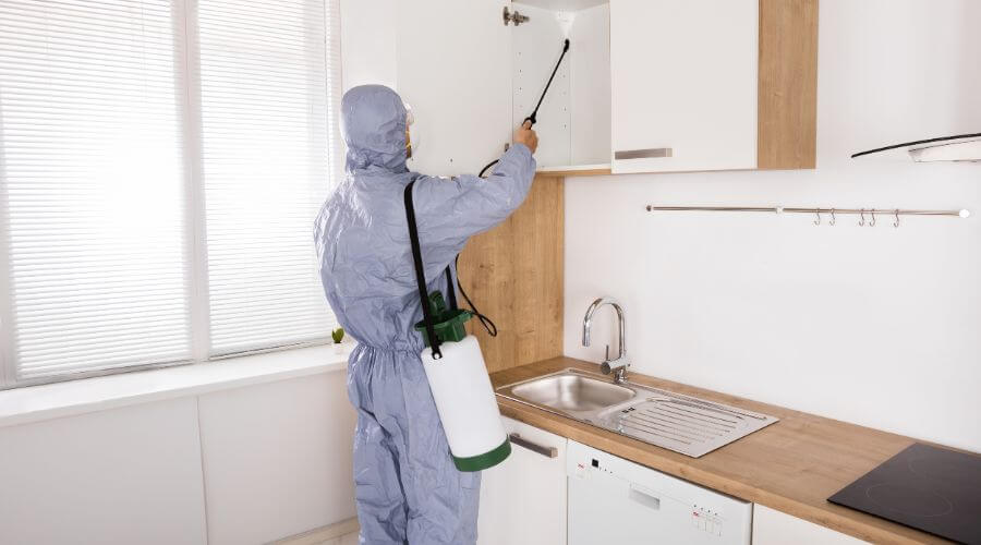 Professional pest control services in Albany